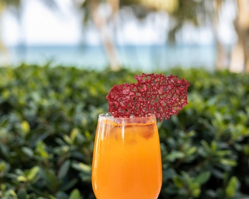 A vibrant orange cocktail in a hurricane glass, garnished with a dried berry crisp, set against a lush green hedge outdoors.