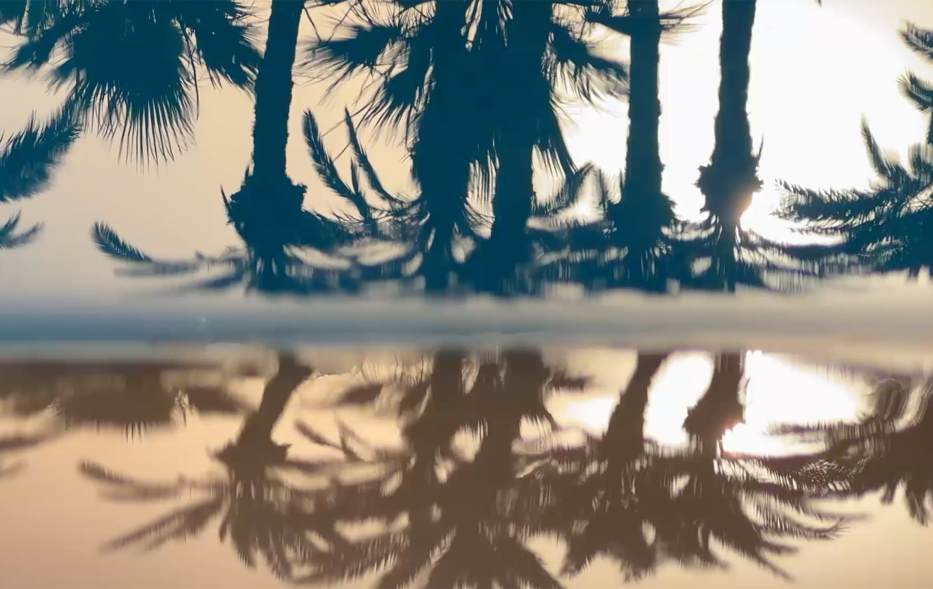 Silhouetted palm trees reflect perfectly in still water, creating a mirrored image against a bright, hazy sky.