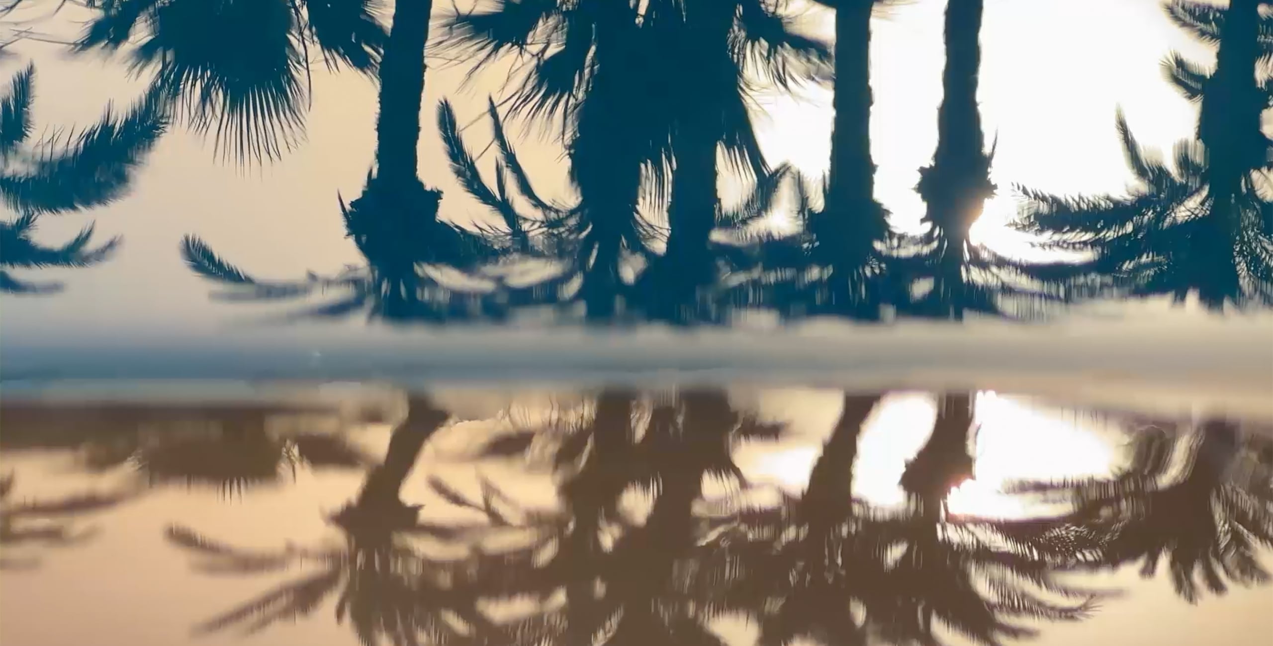 Silhouetted palm trees reflect perfectly in still water, creating a mirrored image against a bright, hazy sky.
