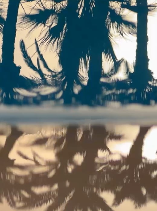 Silhouetted palm trees reflect perfectly in still water, creating a mirrored image against a bright, hazy sky.