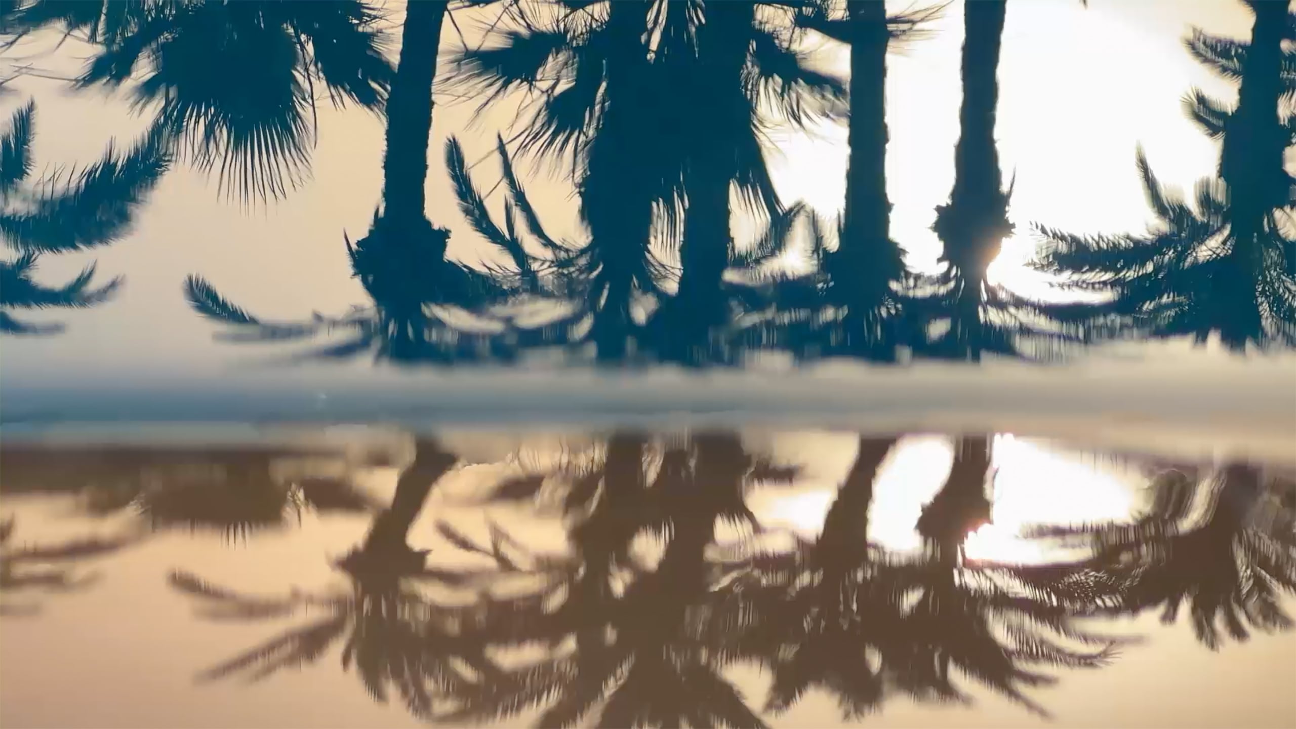 Silhouetted palm trees reflect perfectly in still water, creating a mirrored image against a bright, hazy sky.