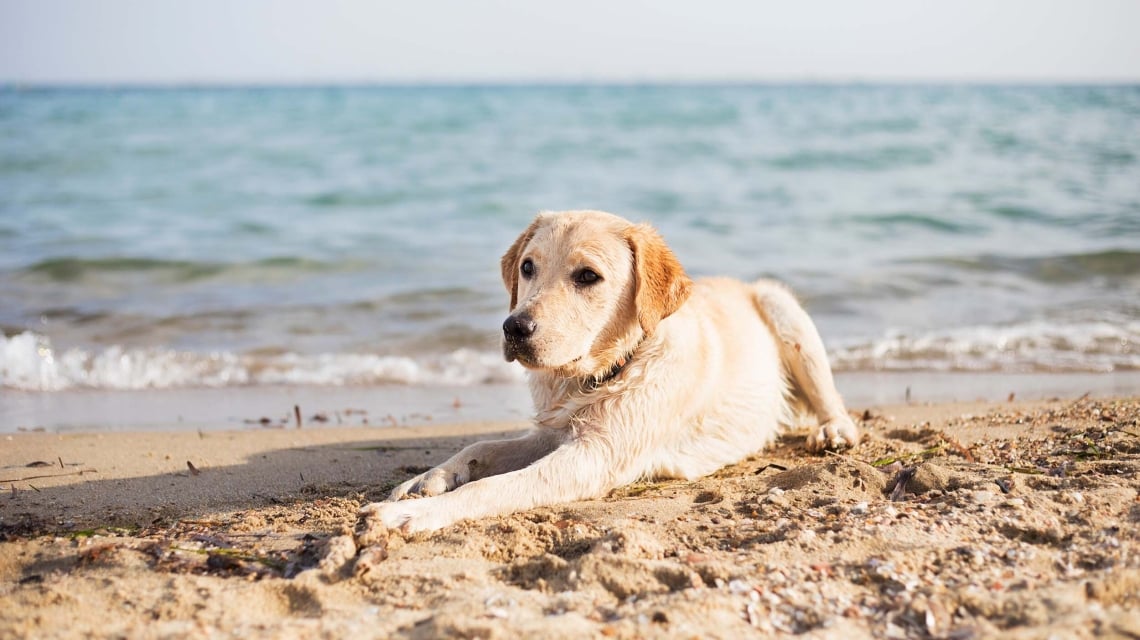 Golden retriever relaxing by the beach