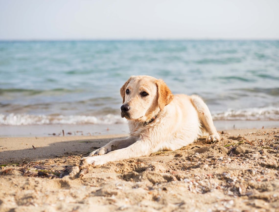 Golden retriever relaxing by the beach