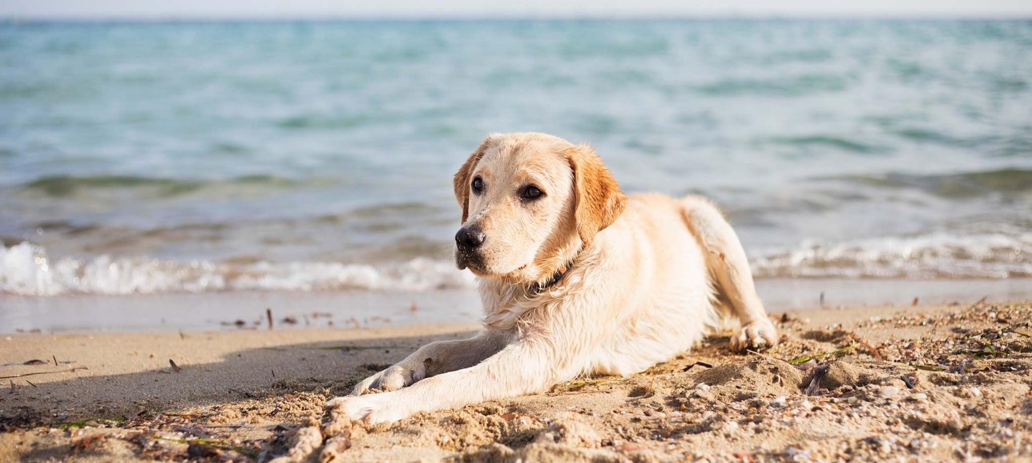Golden retriever relaxing by the beach