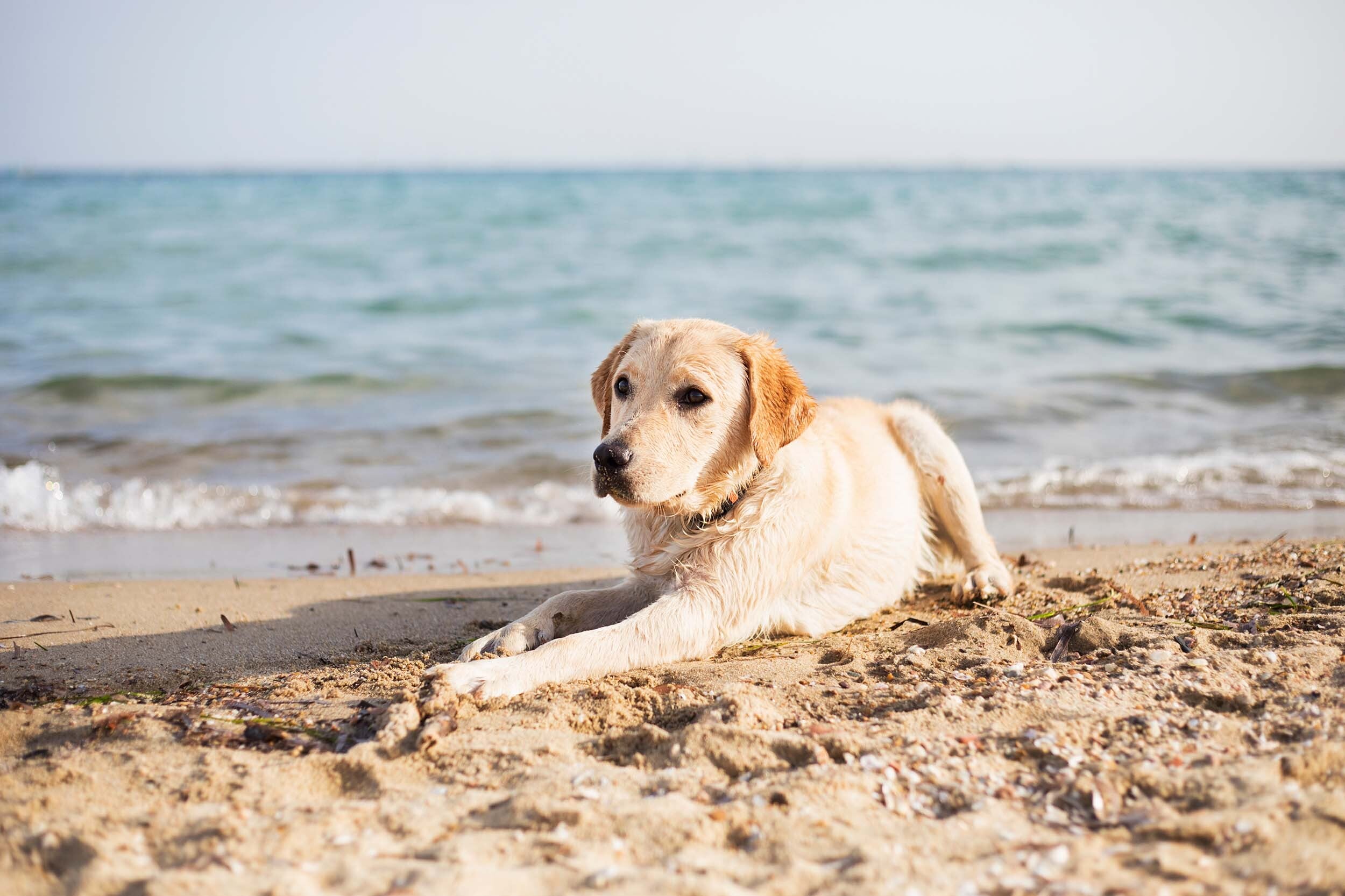 Pet Friendly Hotel in Hollywood FL | Diplomat Beach Resort