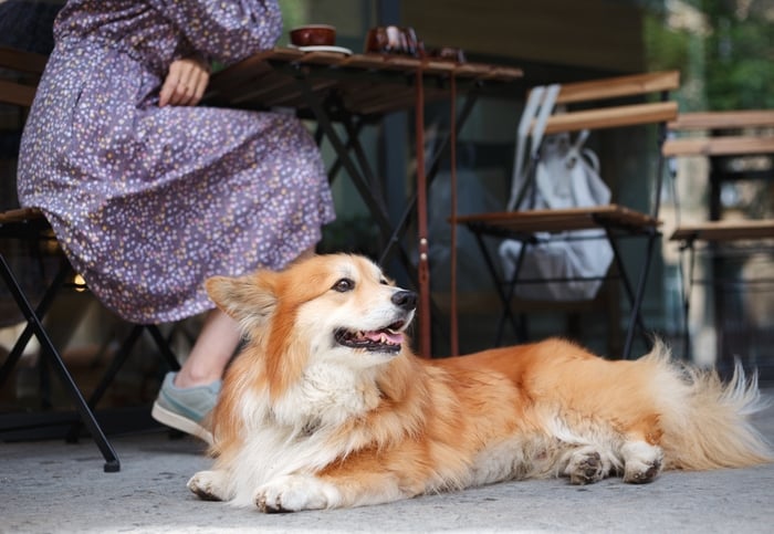 girl with a Corgi in a cafe on a summer terrace drinking coffee