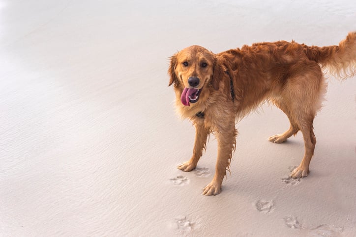 A happy golden retriever stands on a sandy beach in Pensacola Beach, Florida.