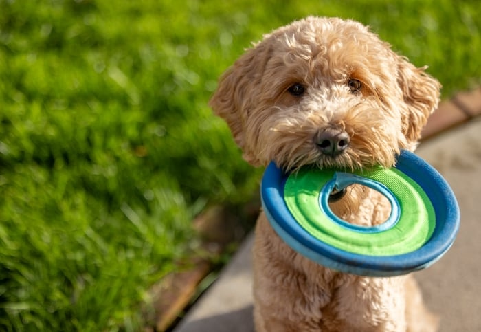 Goldendoodle dog playing fetch with a flying soft disc on a lawn.